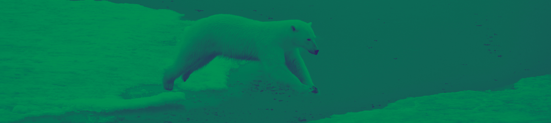 green washed image of Polar Bear