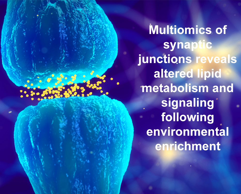Research Spotlight: Multiomics of Synaptic Junctions Reveals Altered Lipid Metabolism and Signaling Following Environmental Enrichment