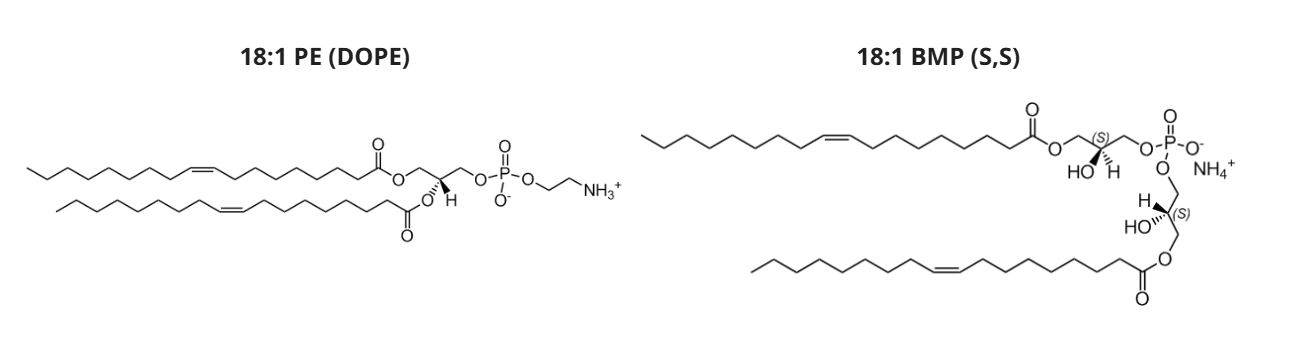 Chemical structures for DOPE and BMP