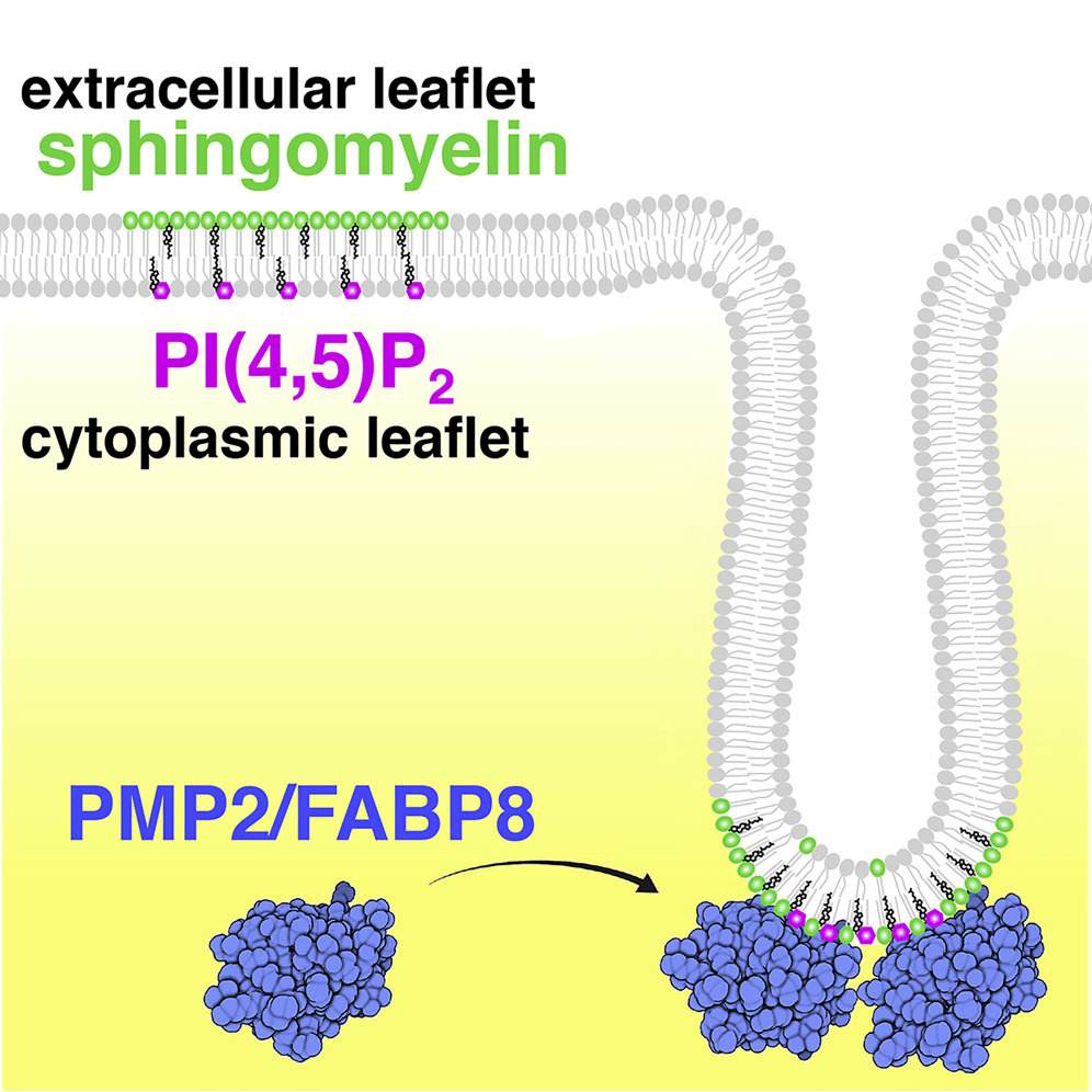 Research Spotlight: PMP2/FABP8 Induces PI(4,5)P2-Dependent Transbilayer Reorganization of Sphingomyelin in the Plasma Membrane