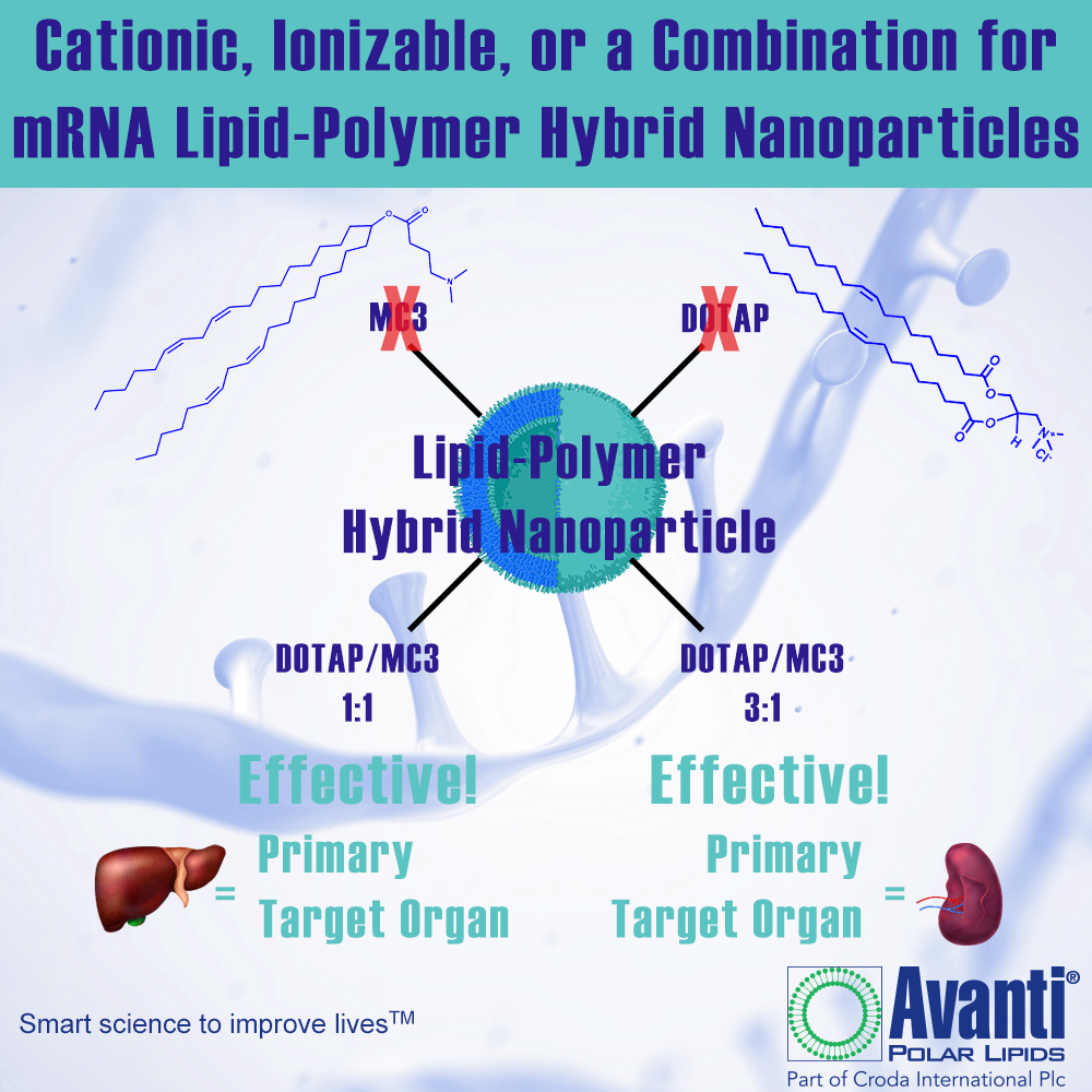 Positive Charge Leads to Positive Results: DOTAP and MC3 in Lipid-Polymer Hybrid Nanoparticles