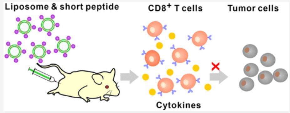 To kill cancer cells, short-tumor-derived peptides (8-10 amino acids in length) must be recognized by the CD8+ T cell receptors. This promising method for killing cancer cells has not produced the desired results in clinical studies. Keep reading to learn how researchers at the University of Buffalo are working to improve this method!
