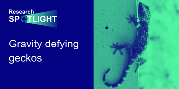 Lipids are abundant in nature and important in many different ways. Our focus is usually placed on their functions in human biology and therapeutic applications, but this research spotlight is a little different. Keep reading to find out how lipids make geckos the climbing creatures they are!