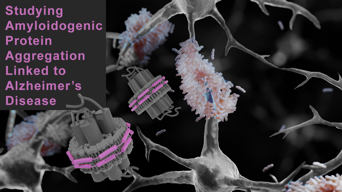 Our Lipid Leader Research Spotlight Series highlights recent research conducted by leaders in the field. This month, Dr. Ayyalusamy Ramamoorthy was kind enough to join us as our Lipid Leader. Dr. Rams works to develop new polymer lipid-nanodiscs and uses these nanodiscs to investigate biochemical and biophysical properties of membrane proteins and amyloidogenic proteins. Check out this spotlight to learn more about why they are developing new polymers for these nanodiscs and how they are using them to better understand neurodegenerative disease such as Alzheimer's Disease!
