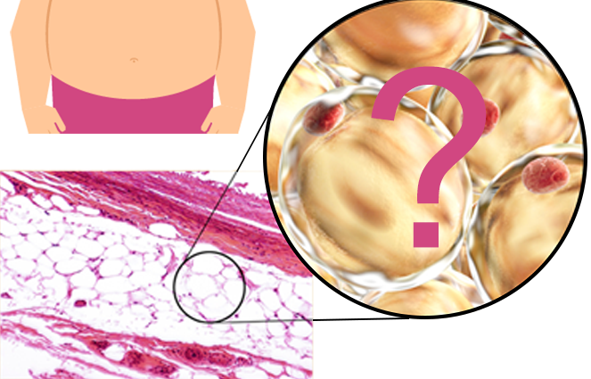 Research Spotlight: AdipoAtlas: A reference lipidome for human white adipose tissue