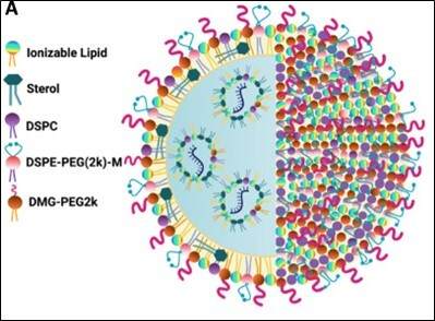 Cartoon drawing of the structure of an LNP