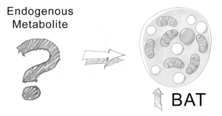 Obesity is a major problem across the globe. One driver of obesity is white adipocytes and their primary function as energy storage centers. When energy intake is chronically greater than energy output, the excess energy is stored as triglycerides in white adipose tissue (WAT). Brown adipose tissue (BAT), unlike WAT, works to expend energy. Those at higher risk of obesity typically have lower levels of BAT, and our levels of BAT tend to decline as we age. Historically, pharmaceutical treatments have been aimed towards energy intake rather than attempting to increase the energy expended by BAT. A recent study has found a specific endogenous metabolite capable of inducing production of BAT. Keep reading to learn more!