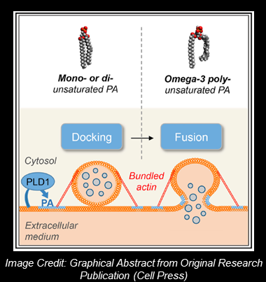 PA in Endocytosis