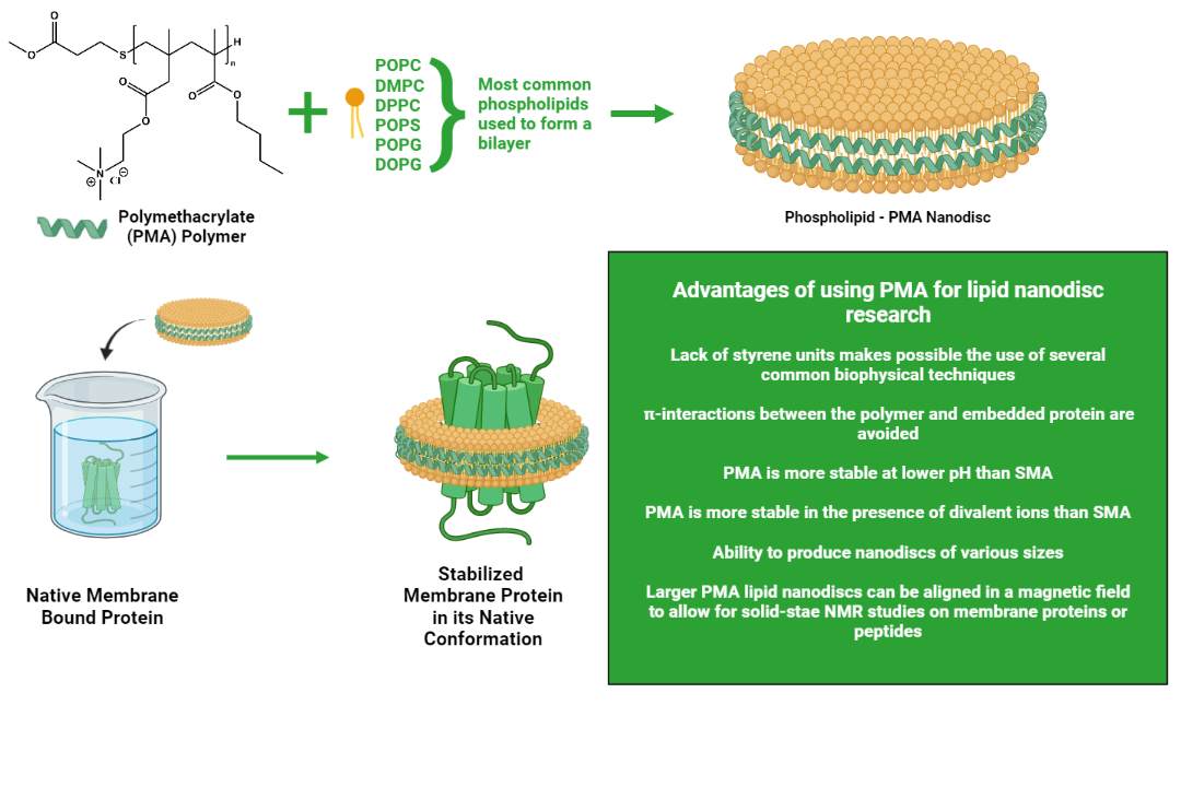 Product Spotlight: Using PMA-Lipid Nanoparticles to Solubilize GPCRs without Detergents