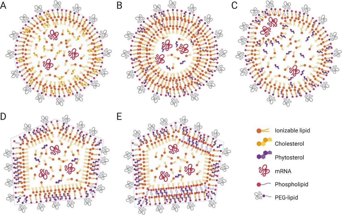 Visual image of LNP Structures
