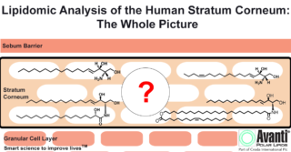 Capturing the Ceramide Complexity of the Stratum Corneum