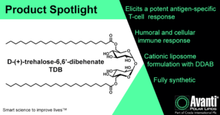 22:0 Trehalose (TDB) has been one of our most popular products so far this year. Let's take a look at how it can be used to enhance your adjuvanted vaccine research!   TDB is commonly combined with dimethyldioctadecylammonium bromide (DDAB) to create a powerful adjuvant system. Research has shown that it elicits a strong cell-mediated immune response desirable for many disease targets. New research has also identified improved formulations processes to better control particle size and polydispersity of the resultant liposomes. Keep reading to learn more!