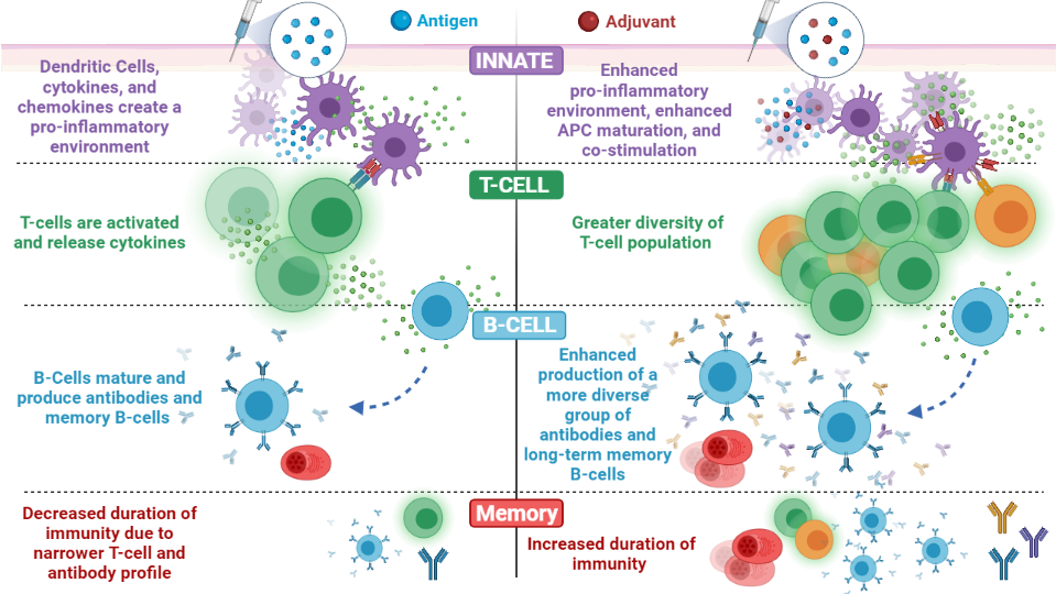 Adjuvant Infographic