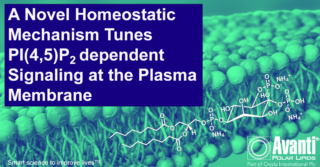 Novel Homeostatic Mechanism Tunes PI(4,5)P2-dependent Signaling at the PM