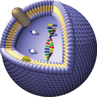 Cartoon graphic of vesicle