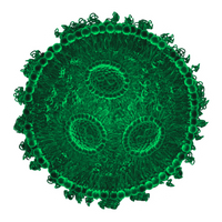 cartoon depiction of LNP